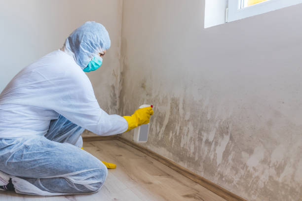 Licensed Mold Inspection service in Drayden, MD - WQB Mold Removal